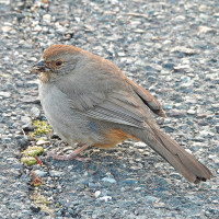 California Towhee